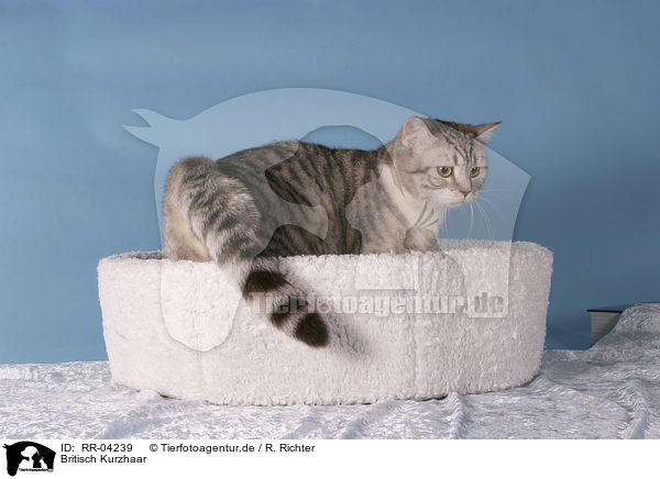 Britisch Kurzhaar / british shorthair / RR-04239