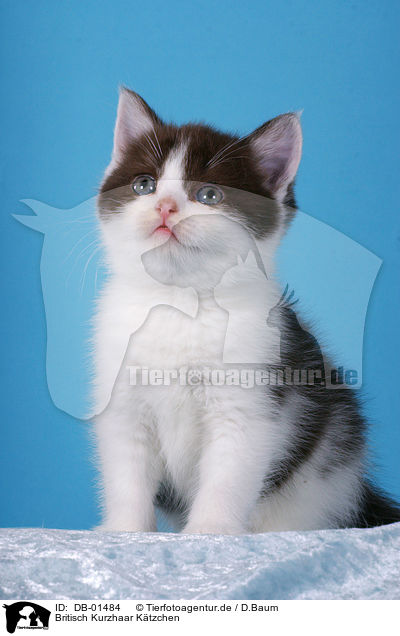 Britisch Kurzhaar Ktzchen / british shorthair kitten / DB-01484