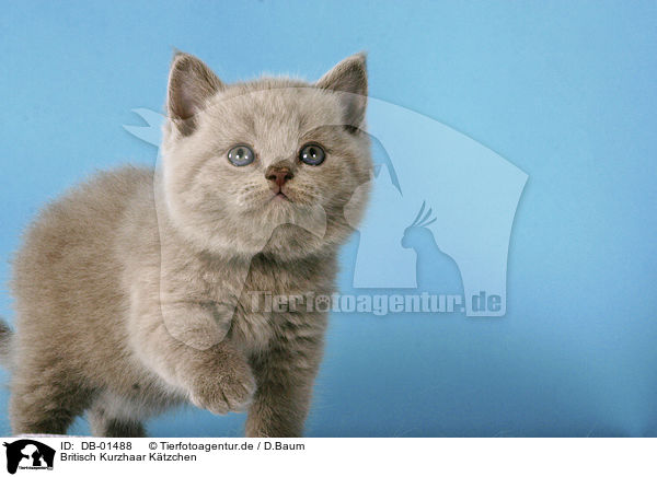 Britisch Kurzhaar Ktzchen / british shorthair kitten / DB-01488