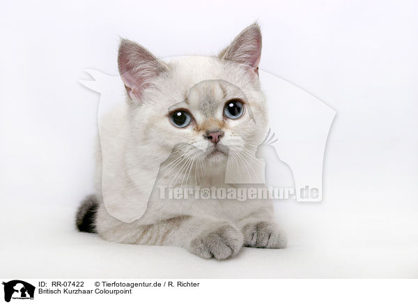 Britisch Kurzhaar Colourpoint / british shorthair / RR-07422