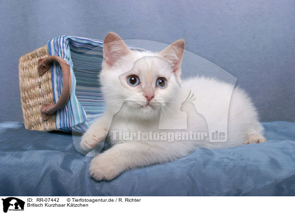 Britisch Kurzhaar Ktzchen / British Shorthair Kitten / RR-07442