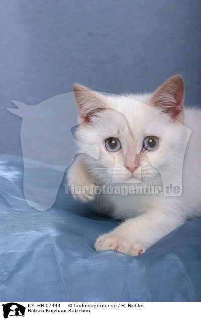 Britisch Kurzhaar Ktzchen / British Shorthair Kitten / RR-07444