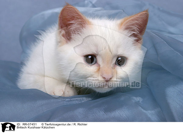 Britisch Kurzhaar Ktzchen / British Shorthair Kitten / RR-07451