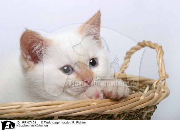 Ktzchen im Krbchen / kitten in a basket / RR-07458