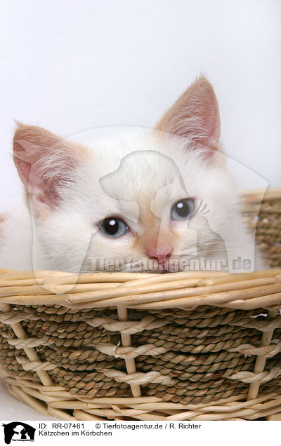 Ktzchen im Krbchen / kitten in a basket / RR-07461