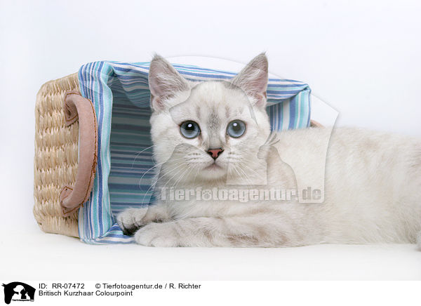 Britisch Kurzhaar Colourpoint / british shorthair / RR-07472