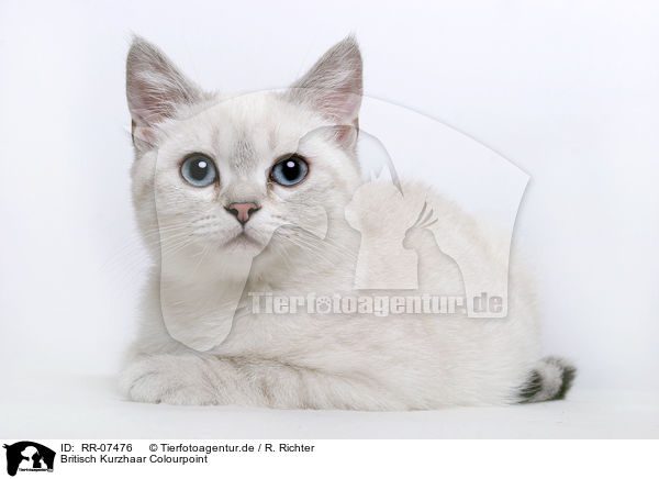 Britisch Kurzhaar Colourpoint / british shorthair / RR-07476