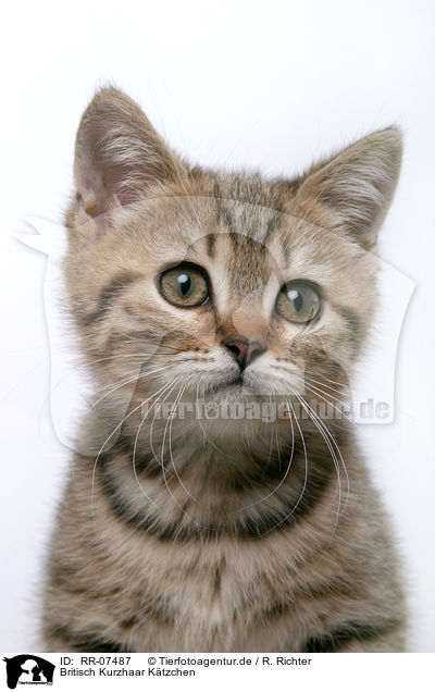 Britisch Kurzhaar Ktzchen / British Shorthair Kitten / RR-07487