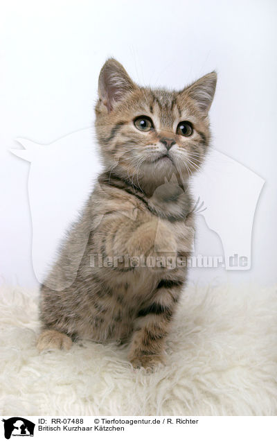 Britisch Kurzhaar Ktzchen / British Shorthair Kitten / RR-07488