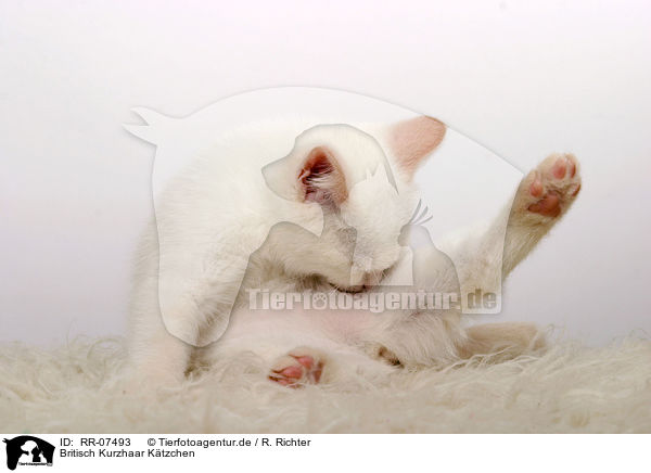 Britisch Kurzhaar Ktzchen / British Shorthair Kitten / RR-07493