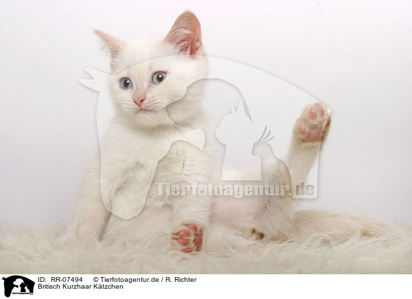 Britisch Kurzhaar Ktzchen / British Shorthair Kitten / RR-07494