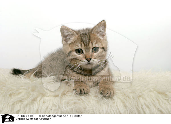 Britisch Kurzhaar Ktzchen / British Shorthair Kitten / RR-07499