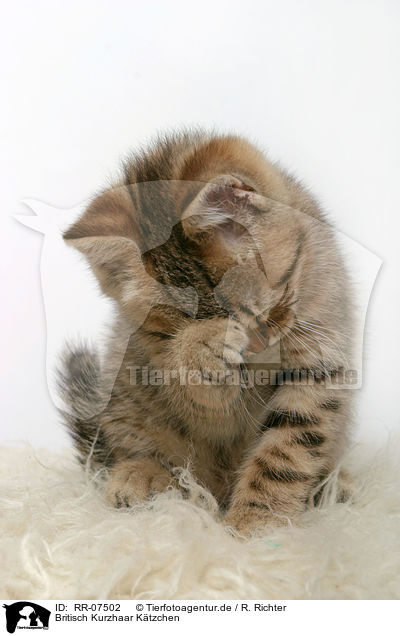Britisch Kurzhaar Ktzchen / British Shorthair Kitten / RR-07502