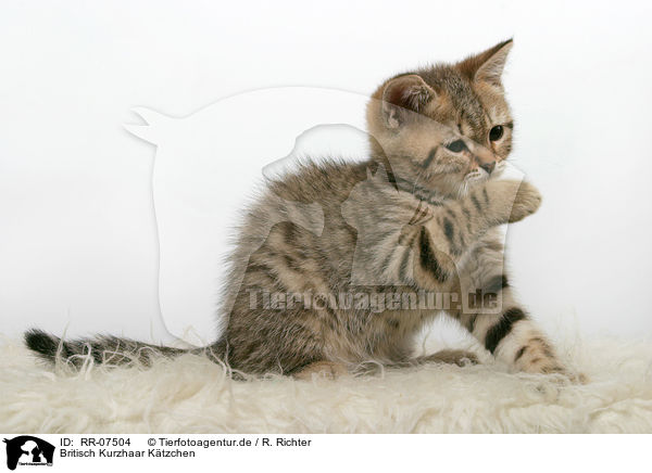 Britisch Kurzhaar Ktzchen / British Shorthair Kitten / RR-07504