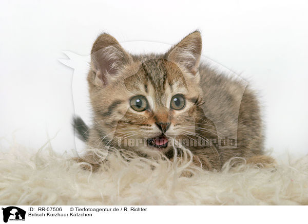 Britisch Kurzhaar Ktzchen / British Shorthair Kitten / RR-07506