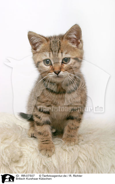 Britisch Kurzhaar Ktzchen / British Shorthair Kitten / RR-07507