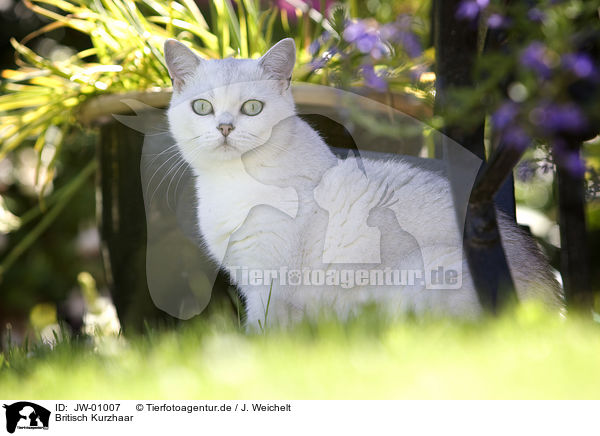 Britisch Kurzhaar / British Shorthair / JW-01007