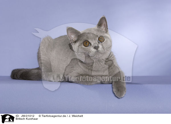 Britisch Kurzhaar / British Shorthair / JW-01012