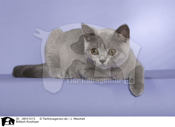 Britisch Kurzhaar / British Shorthair / JW-01013