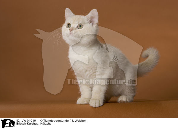 Britisch Kurzhaar Ktzchen / British Shorthair Kitten / JW-01016