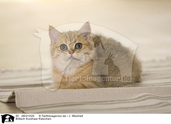 Britisch Kurzhaar Ktzchen / British Shorthair Kitten / JW-01020