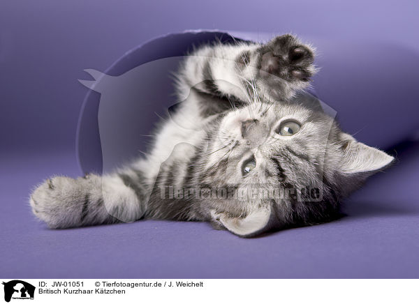 Britisch Kurzhaar Ktzchen / British Shorthair Kitten / JW-01051