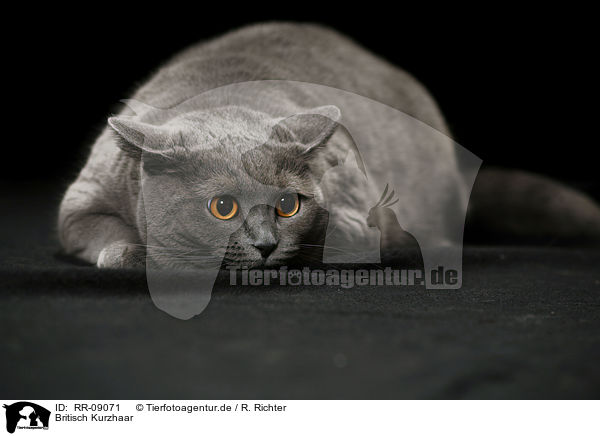 Britisch Kurzhaar / British Shorthair / RR-09071