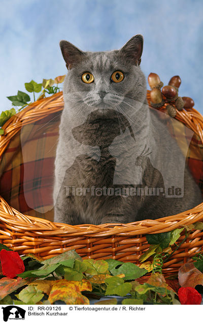 Britisch Kurzhaar / British Shorthair / RR-09126