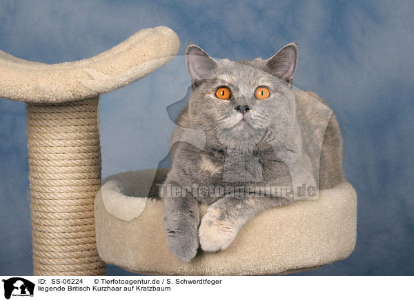 liegende Britisch Kurzhaar auf Kratzbaum / lying British Shorthair on cat tree / SS-06224