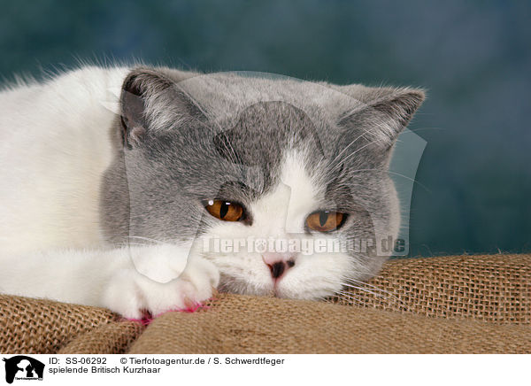 spielende Britisch Kurzhaar / playing British Shorthair / SS-06292