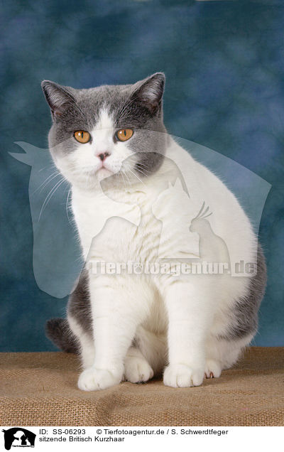 sitzende Britisch Kurzhaar / sitting British Shorthair / SS-06293