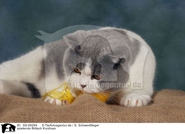 spielende Britisch Kurzhaar / playing British Shorthair / SS-06294