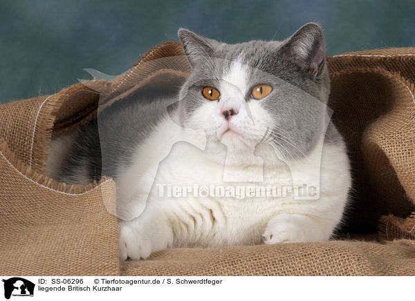 liegende Britisch Kurzhaar / lying British Shorthair / SS-06296