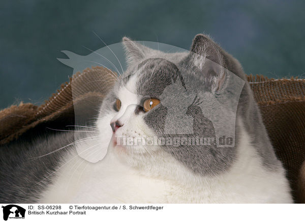 Britisch Kurzhaar Portrait / British Shorthair Portrait / SS-06298