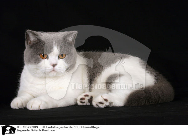 liegende Britisch Kurzhaar / lying British Shorthair / SS-06303