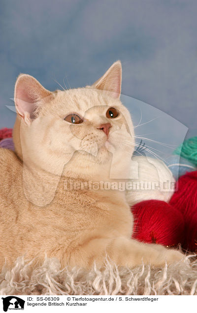 liegende Britisch Kurzhaar / lying British Shorthair / SS-06309