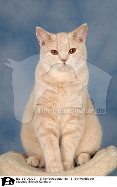 sitzende Britisch Kurzhaar / sitting British Shorthair / SS-06326