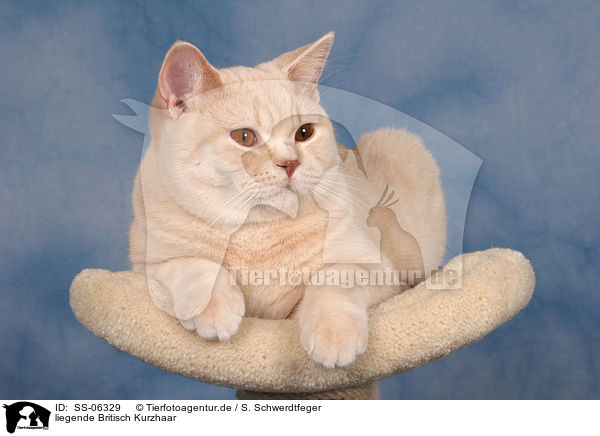 liegende Britisch Kurzhaar / lying British Shorthair / SS-06329