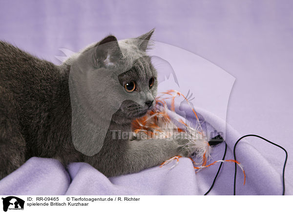 spielende Britisch Kurzhaar / playing British Shorthair / RR-09465