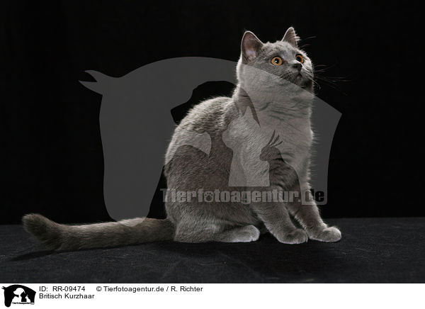 Britisch Kurzhaar / British Shorthair / RR-09474