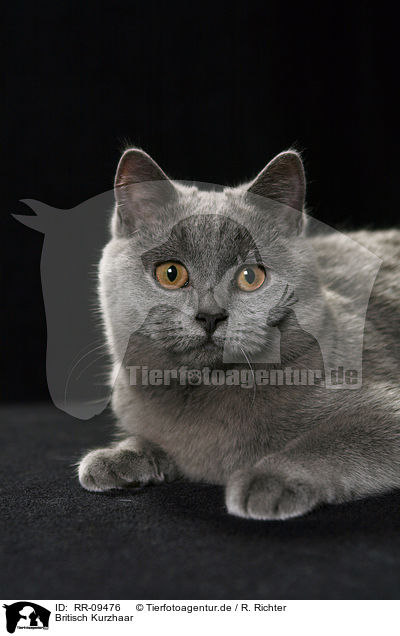 Britisch Kurzhaar / British Shorthair / RR-09476