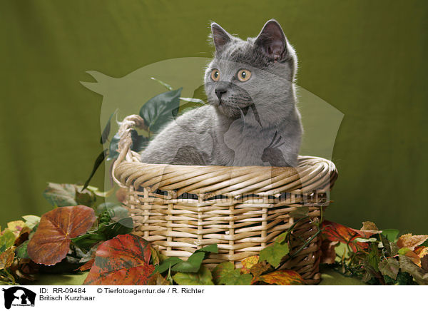 Britisch Kurzhaar / British Shorthair / RR-09484