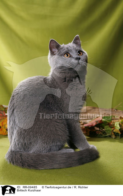 Britisch Kurzhaar / British Shorthair / RR-09485