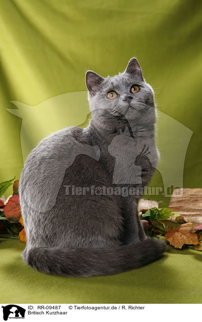 Britisch Kurzhaar / British Shorthair / RR-09487