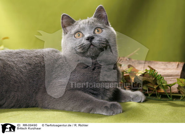 Britisch Kurzhaar / British Shorthair / RR-09490