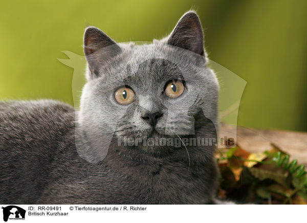 Britisch Kurzhaar / British Shorthair / RR-09491