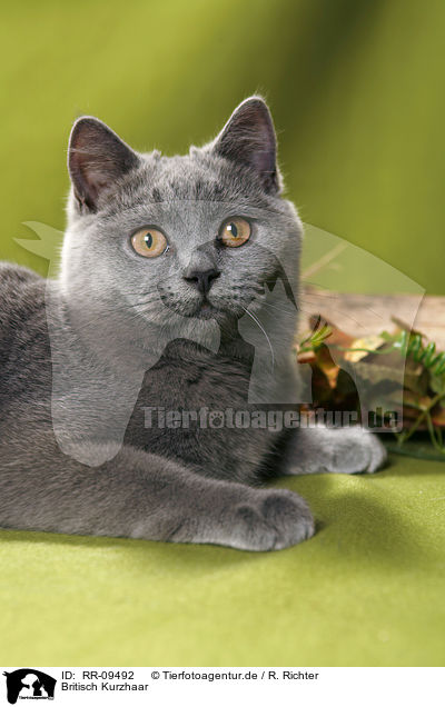 Britisch Kurzhaar / British Shorthair / RR-09492