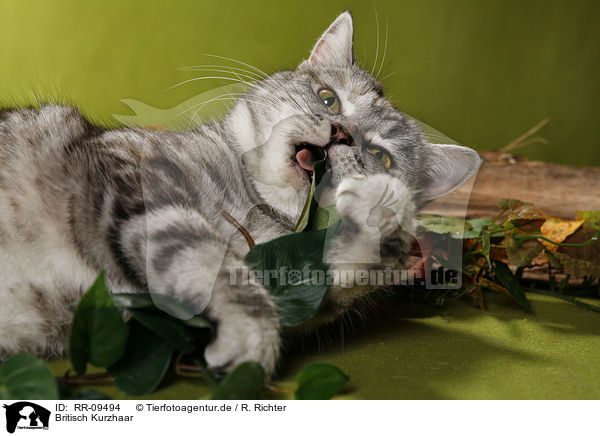 Britisch Kurzhaar / British Shorthair / RR-09494