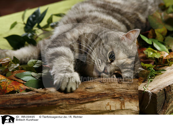 Britisch Kurzhaar / British Shorthair / RR-09495