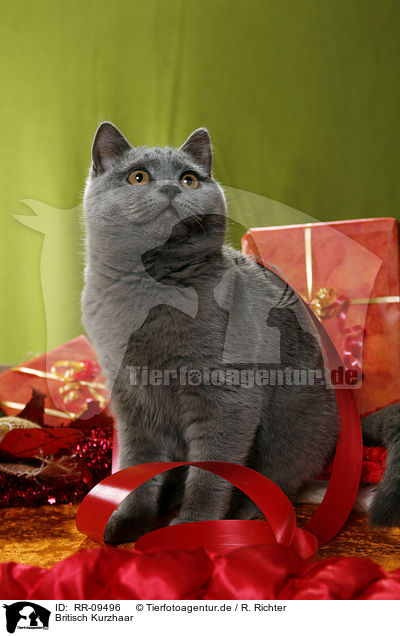 Britisch Kurzhaar / British Shorthair / RR-09496